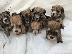 PoulaTo: διασταύρωση των 3 ​​speices Morkie, X Μάλτας Yorkshire Terrier
